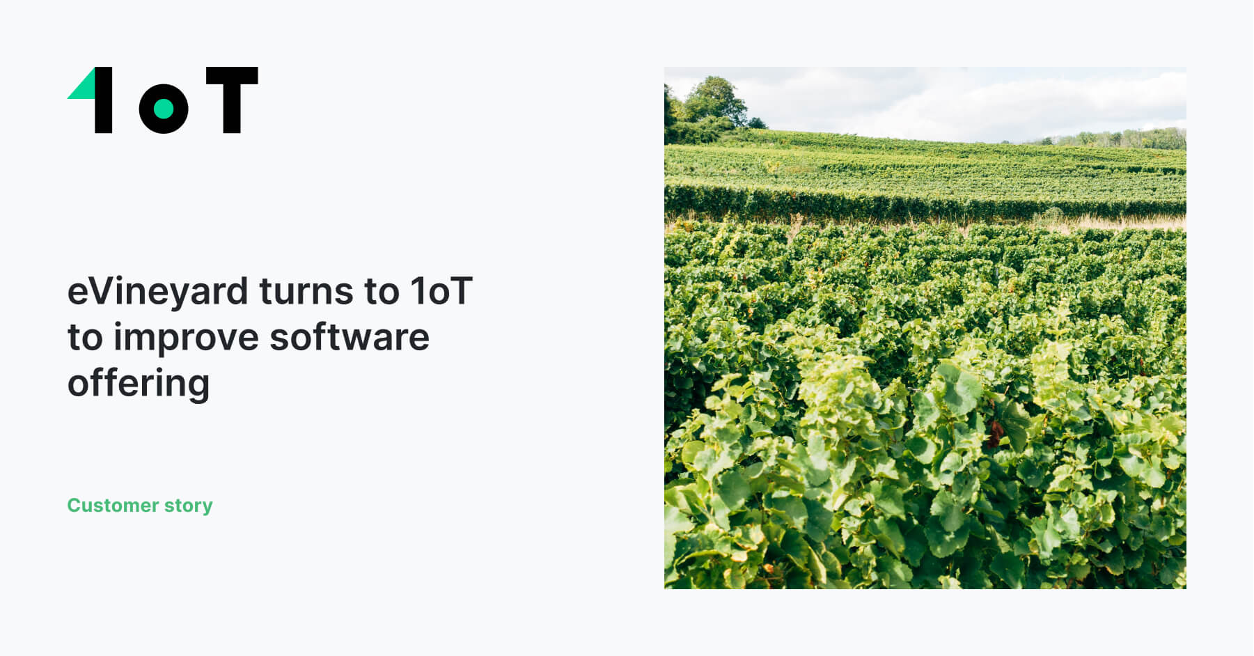 Article cover image for eVineyard turns to 1oT to improve software offering